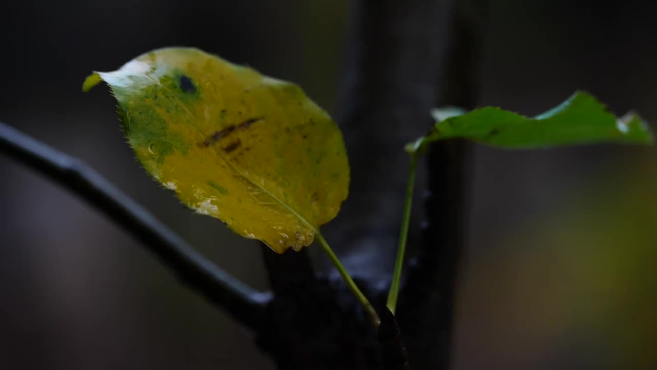 秋天秋雨秋景银杏树叶黄了合集视频下载