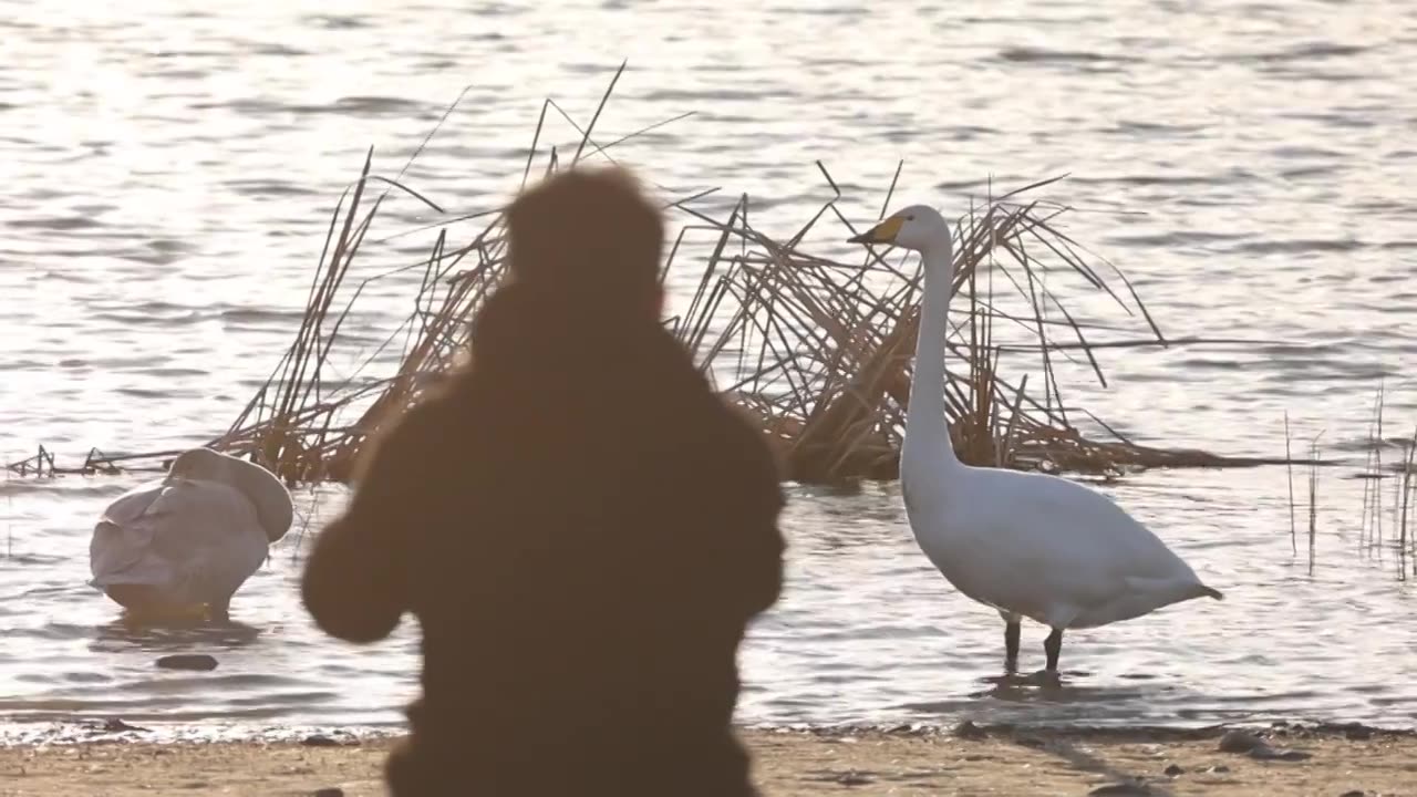 湖边的天鹅和观测天鹅的人自然和谐共处视频下载