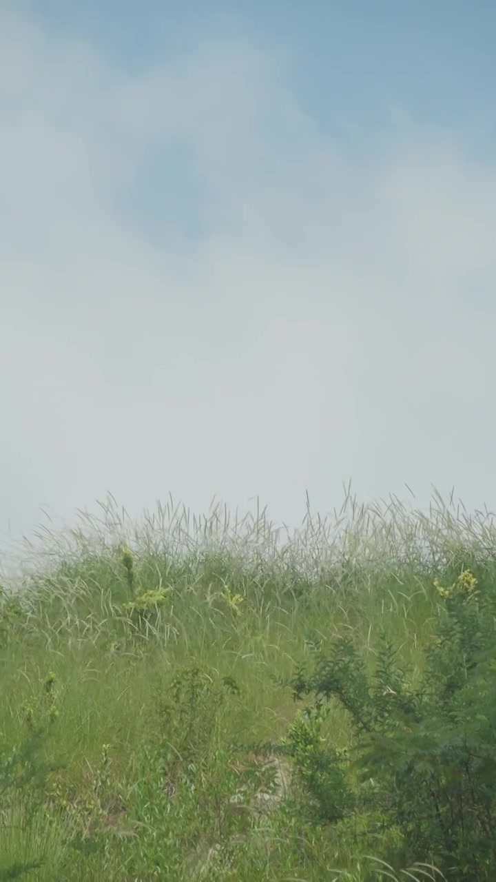 微风吹动   绿色  仰拍   草   天空  小景视频下载