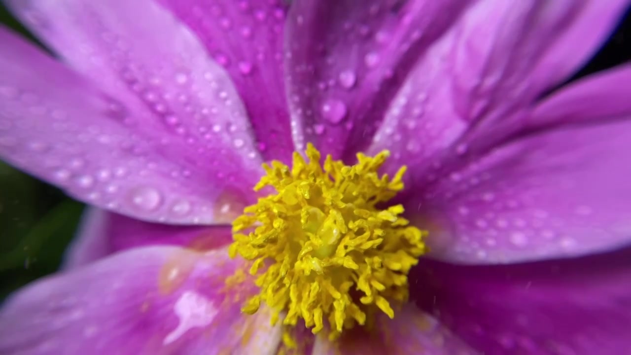 日光下密集的水滴喷洒下的芍药花上形成雨丝视频下载