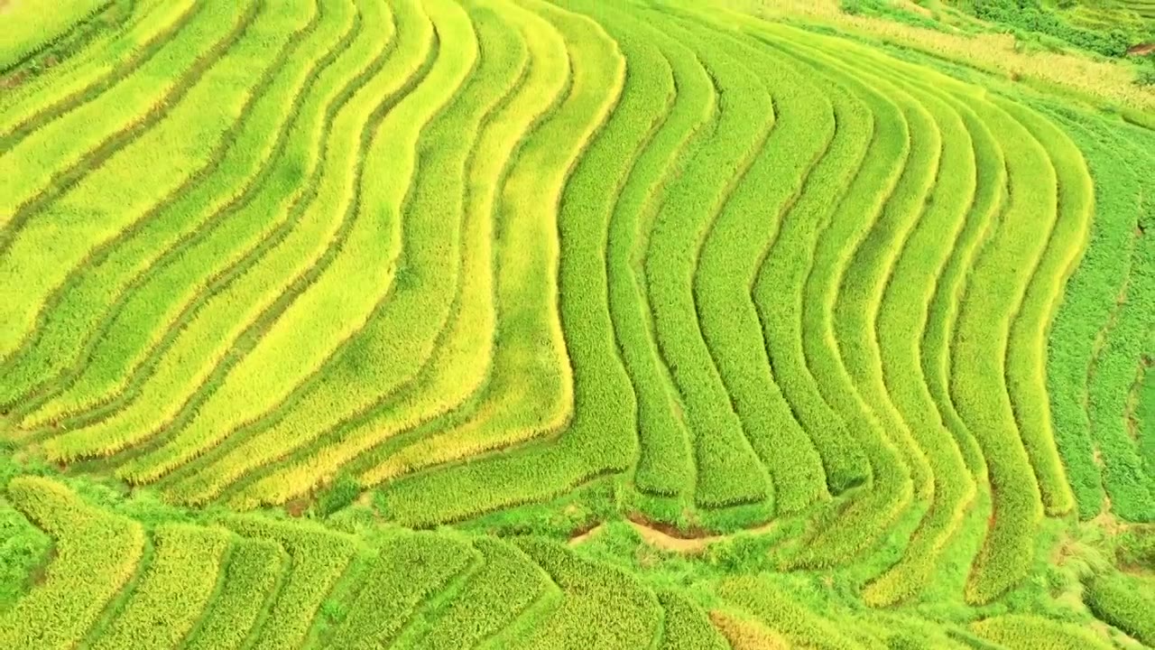 秋天云南文山富宁那耶梯田美如画视频素材