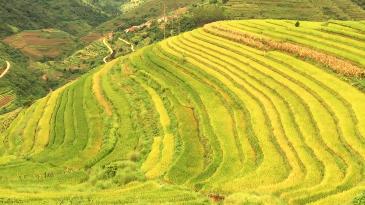 秋天云南文山富宁那耶梯田美如画视频素材