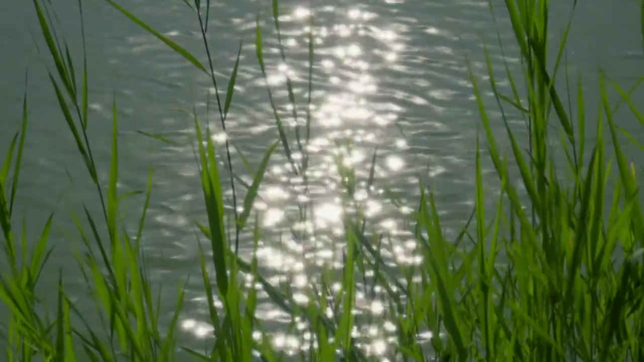 北京夏日湖面的波光粼粼景象视频下载