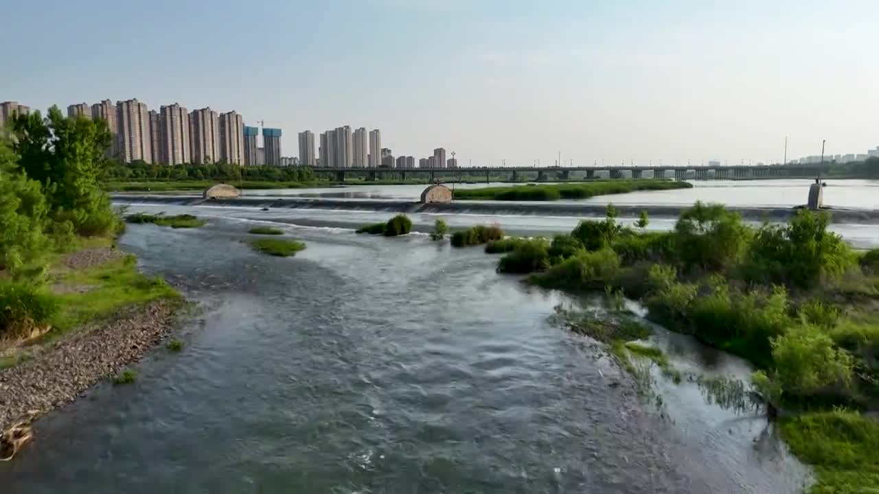 河南洛阳伊滨区伊河伊水游园水鸟成群视频下载