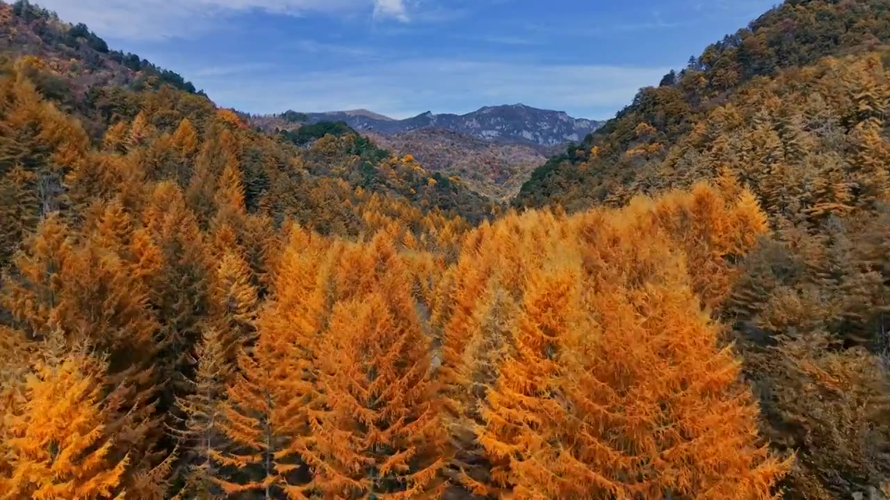 航拍秦岭绝美秋天秋色合集视频下载