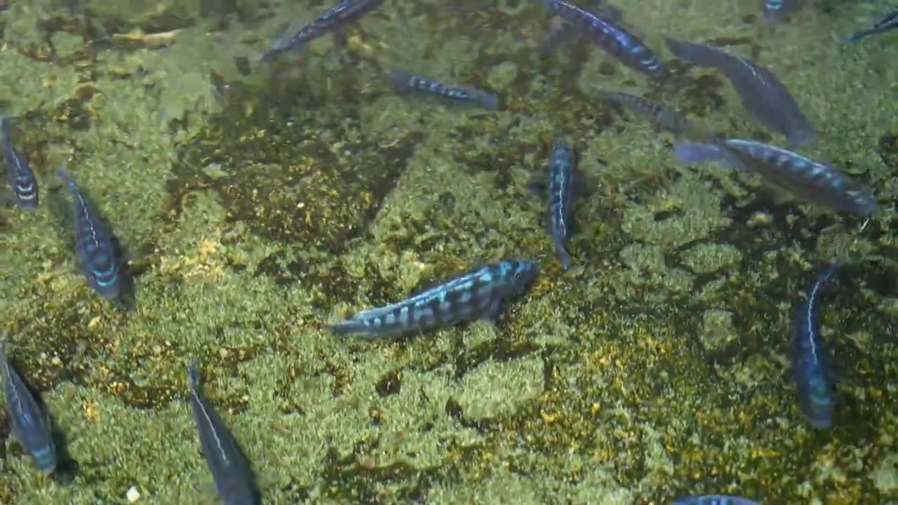 海洋馆里的观赏鱼群视频下载