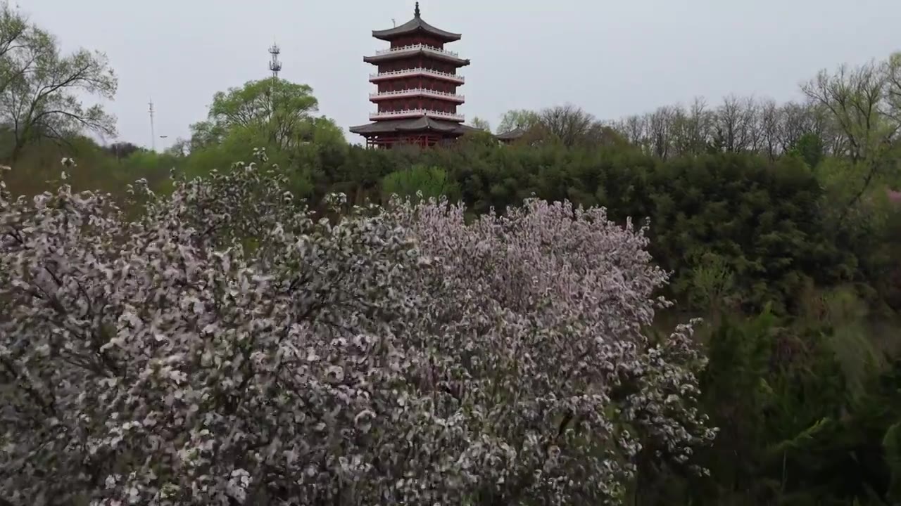 春天的思念果岭鹳雀楼视频素材