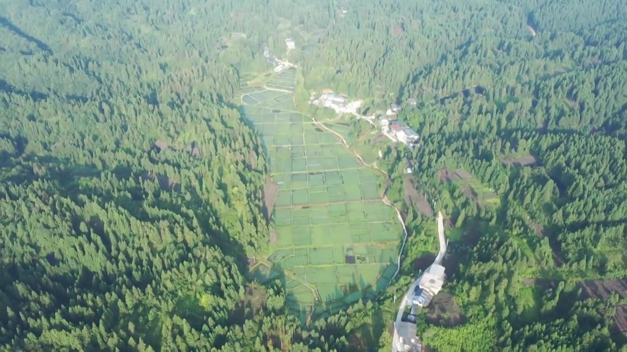 航拍湖北省利川市中国原生莼菜种植地视频下载