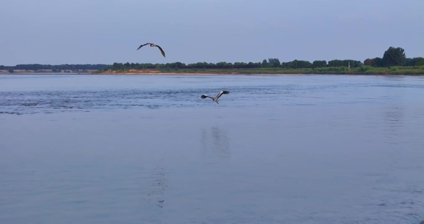 黄河生态湿地保护环境视频下载