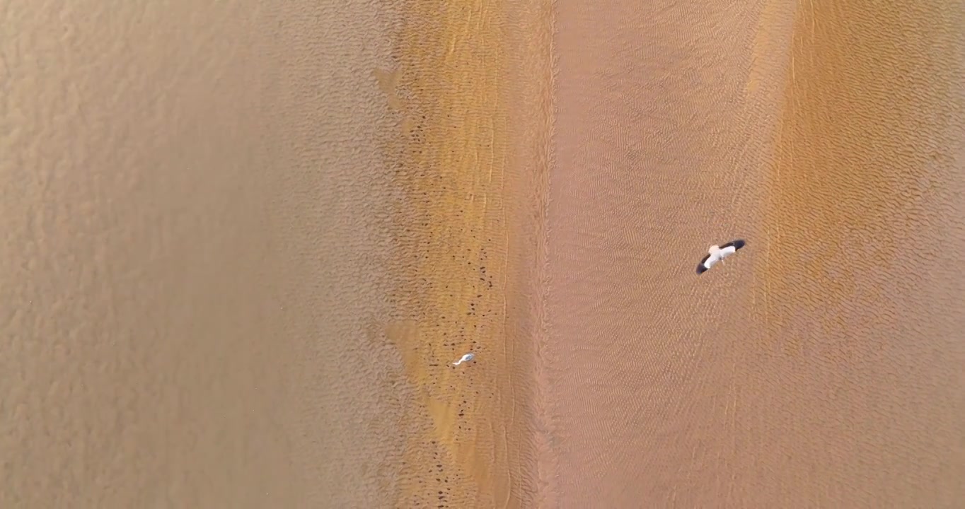 黄河生态湿地保护环境视频素材