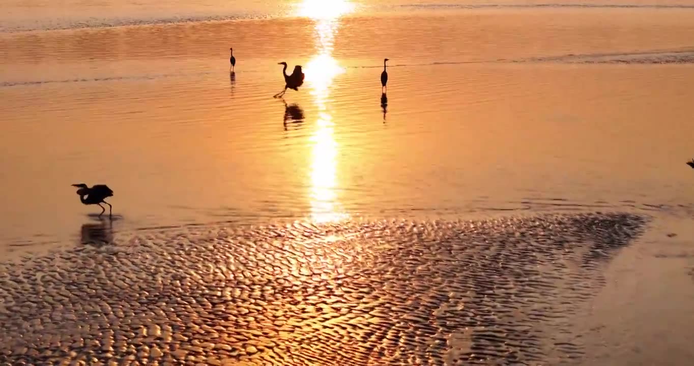 黄河生态湿地保护环境视频素材