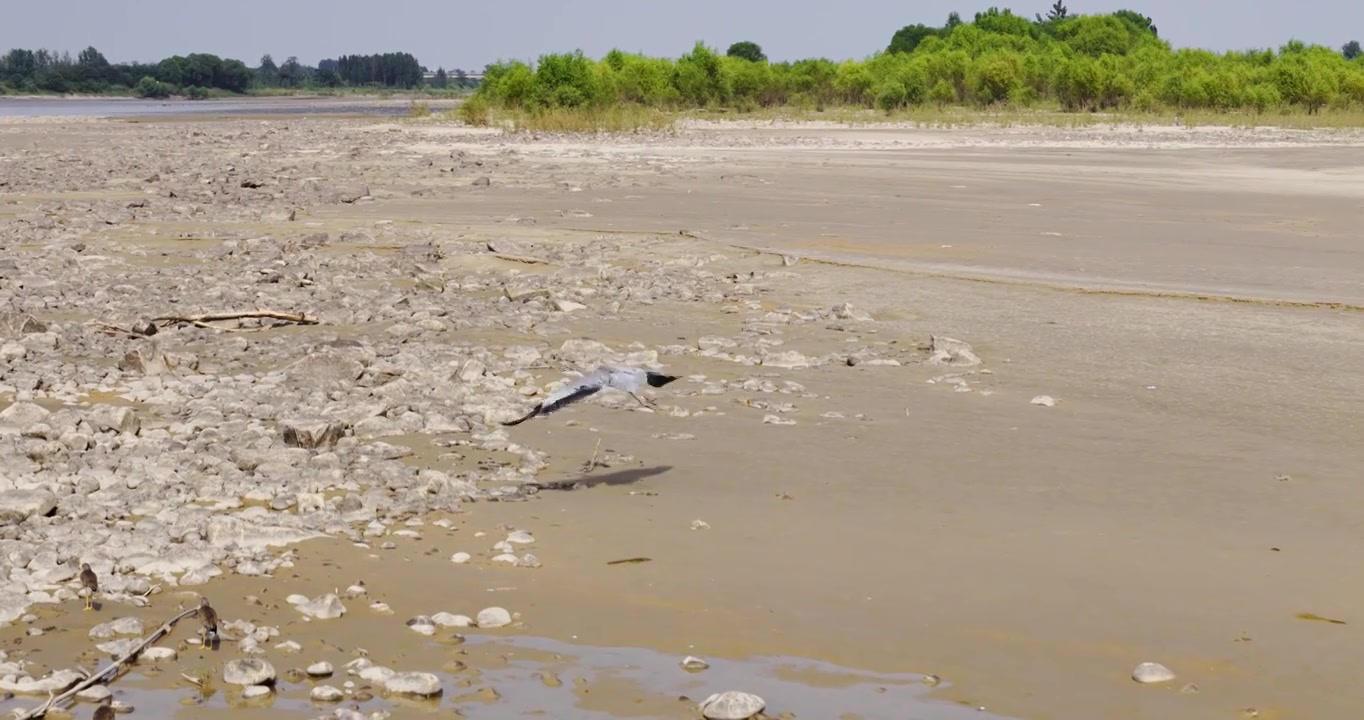 黄河生态湿地保护环境视频素材