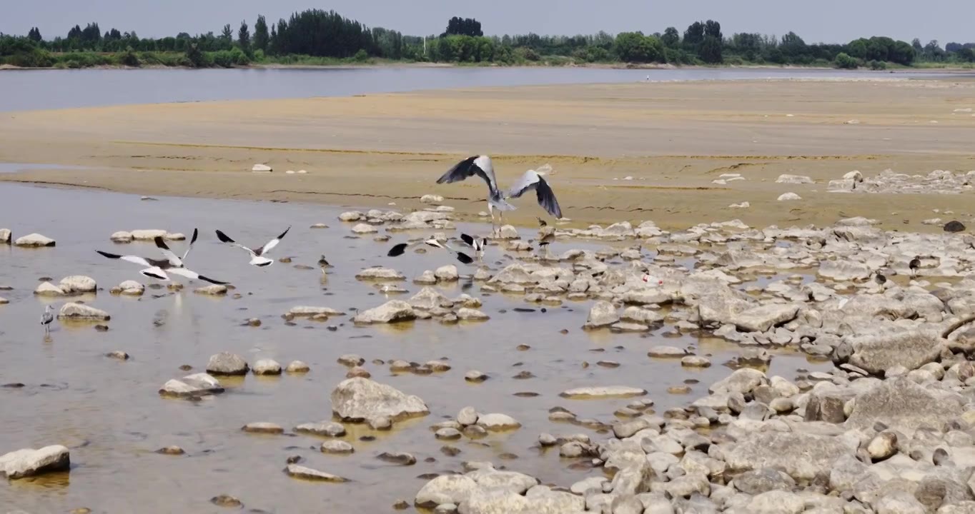 黄河生态湿地保护环境视频下载