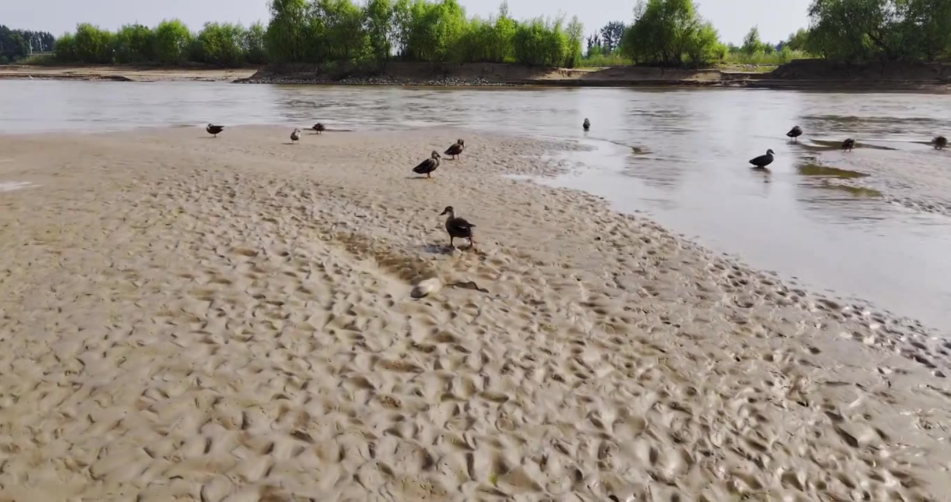 黄河生态湿地保护环境视频下载