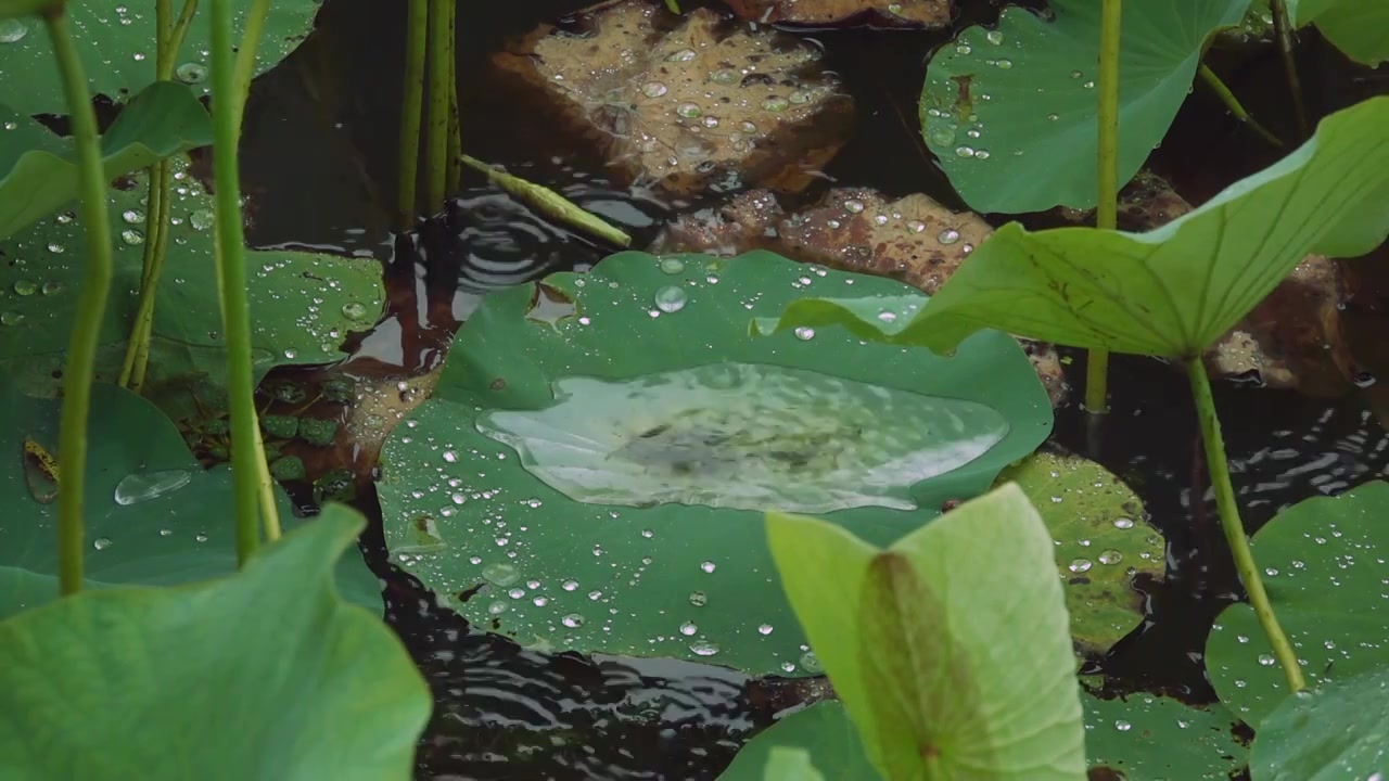 下雨天荷塘中荷叶在雨中飘摇视频下载