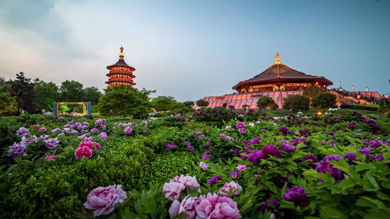 洛阳牡丹花都天堂明堂鲜花盛开视频下载