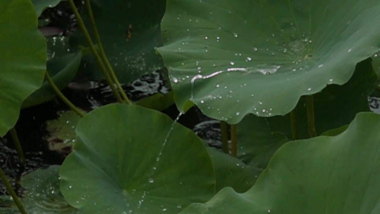 下雨天荷塘中荷叶上雨水下落慢动作视频下载