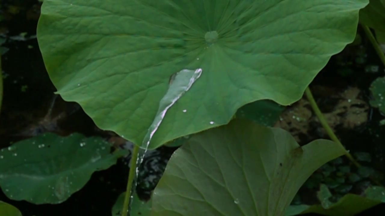 下雨天荷塘中荷花在雨中飘摇视频素材