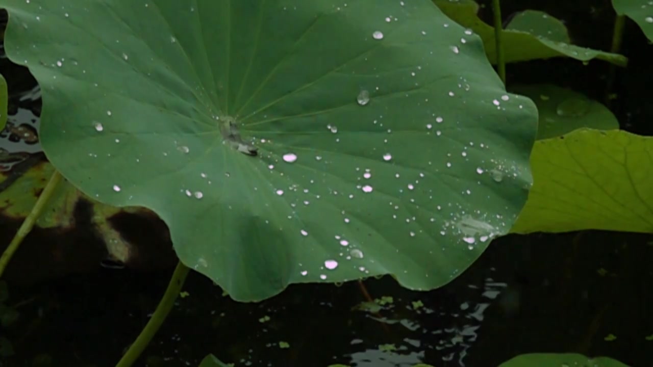 下雨天荷塘中荷花在雨中飘摇视频素材