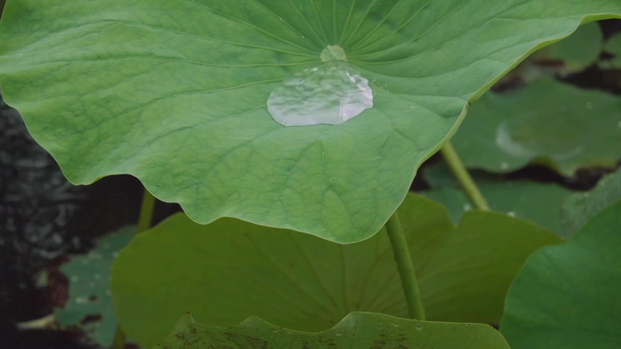 下雨天荷塘中荷叶中的雨水从荷叶边滴落慢动作视频下载