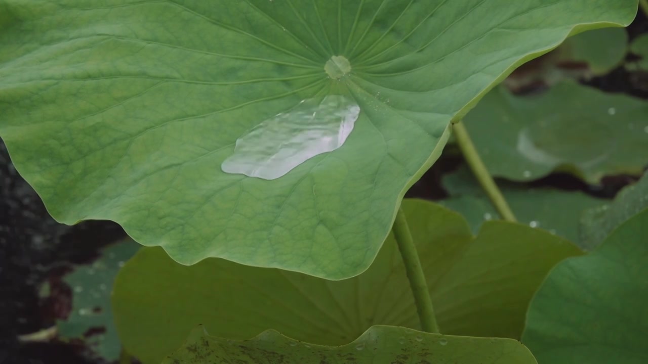 下雨天荷塘中荷叶中的雨水从荷叶边滴落慢动作视频下载