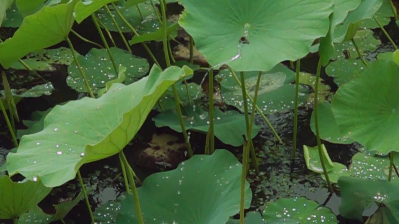 下雨天荷叶上的雨水从叶子边缘滴落慢动作视频下载