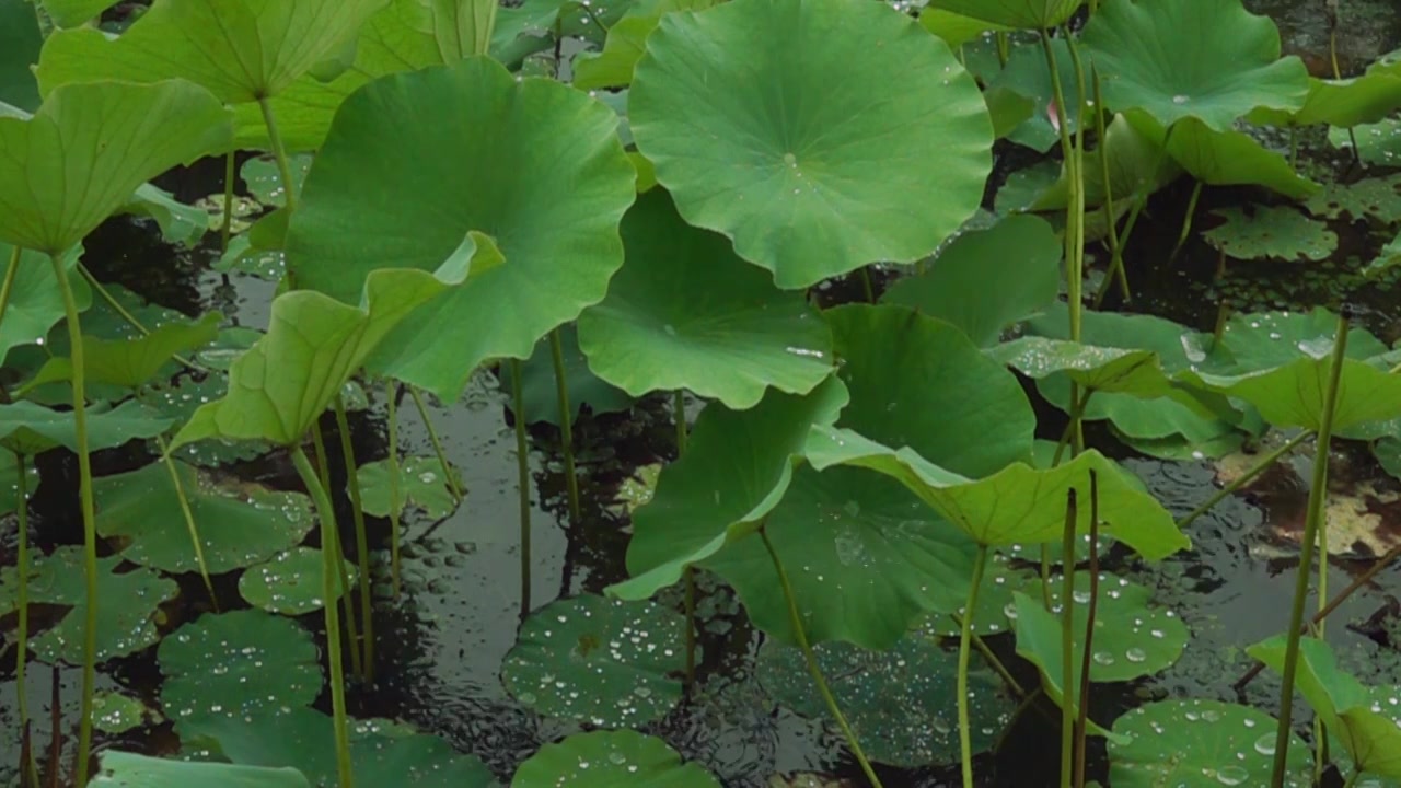 下雨天荷叶上的雨水从叶子边缘滴落慢动作视频素材