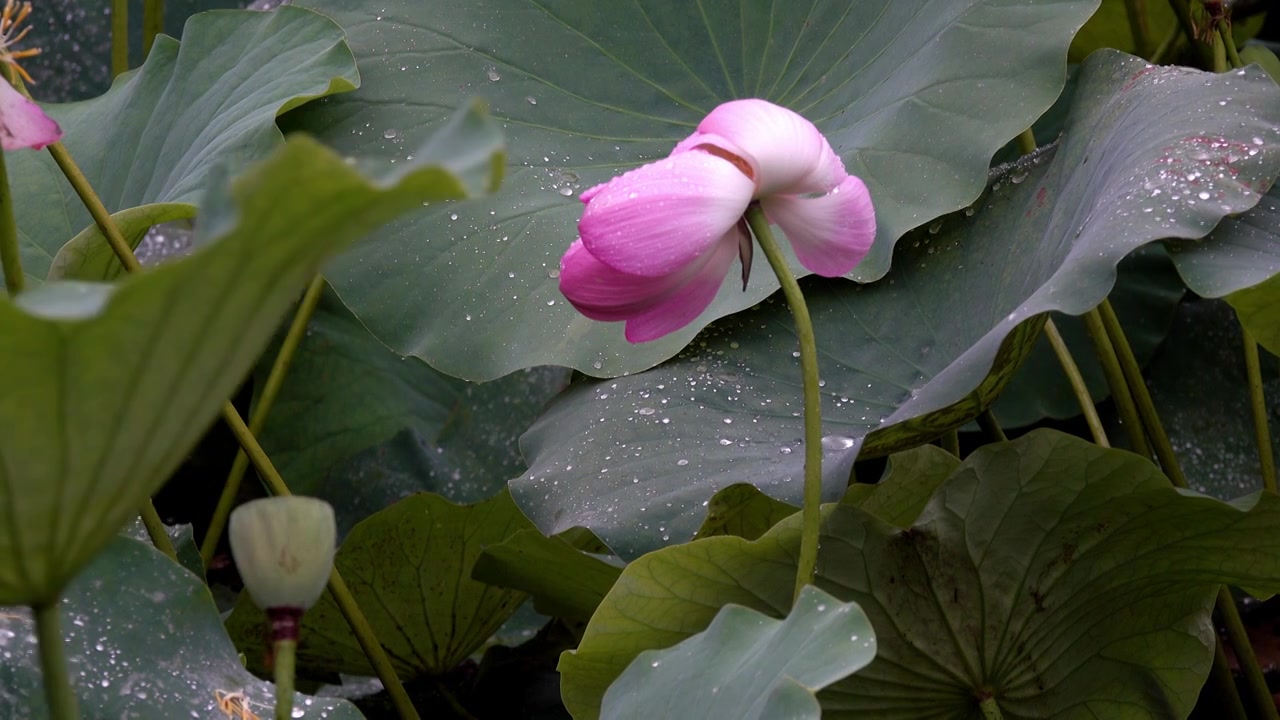 下雨天池塘中的荷花在风雨中飘摇视频下载