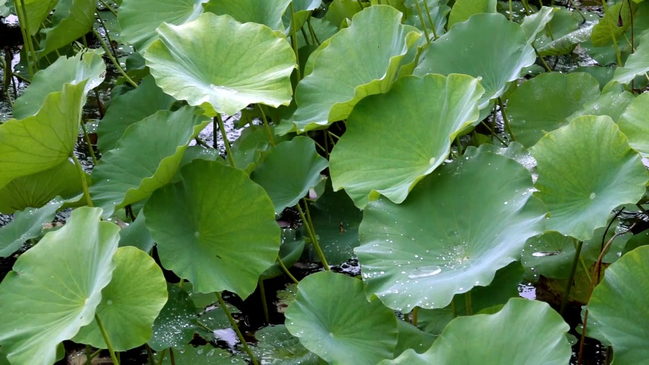 夏天池塘中荷花荷叶在风雨中飘摇雨丝滑落视频素材