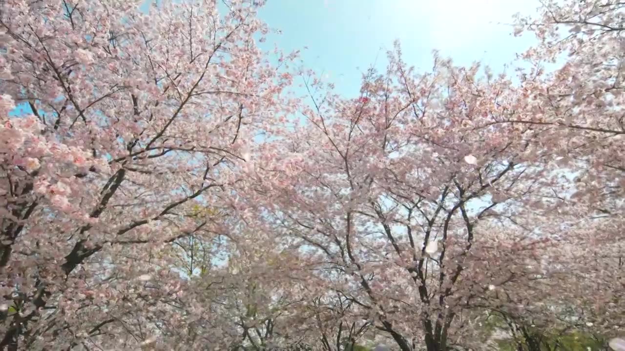 阳光下樱花飞舞的慢镜头视频下载