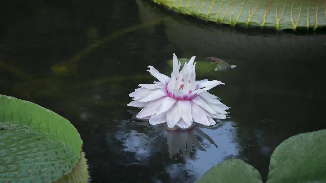 王莲花开（二开）视频下载