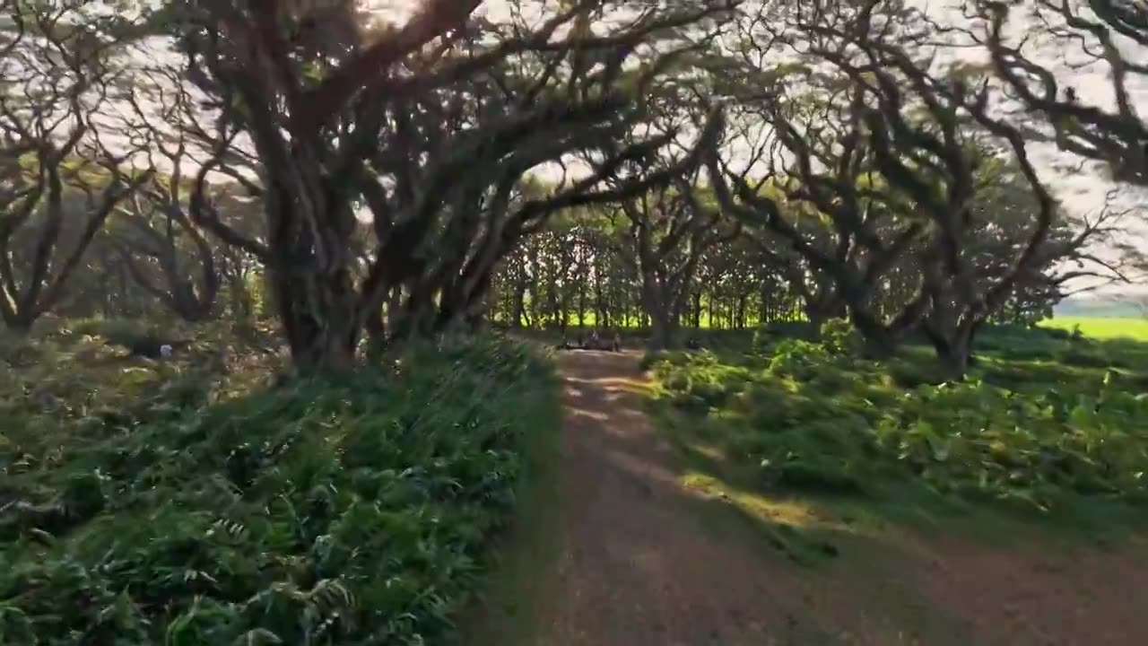 印度尼西亚风光视频素材