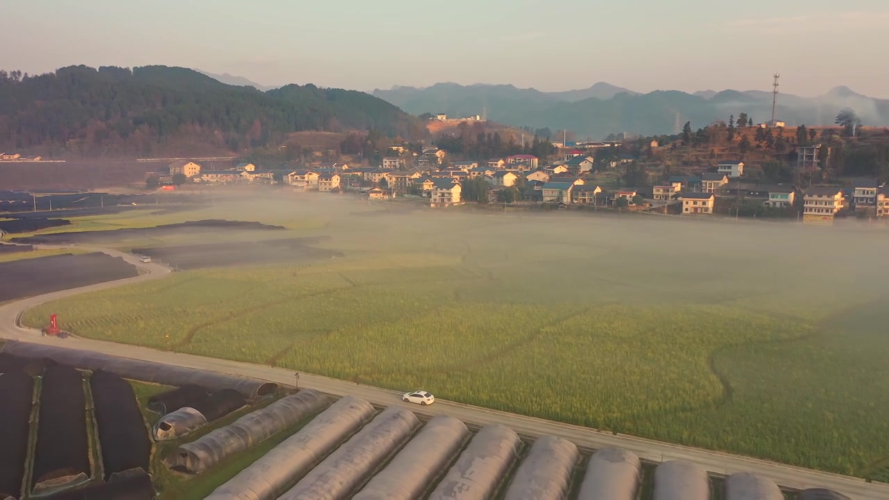 贵州遵义贡米村油菜花日出晨雾航拍风光视频素材