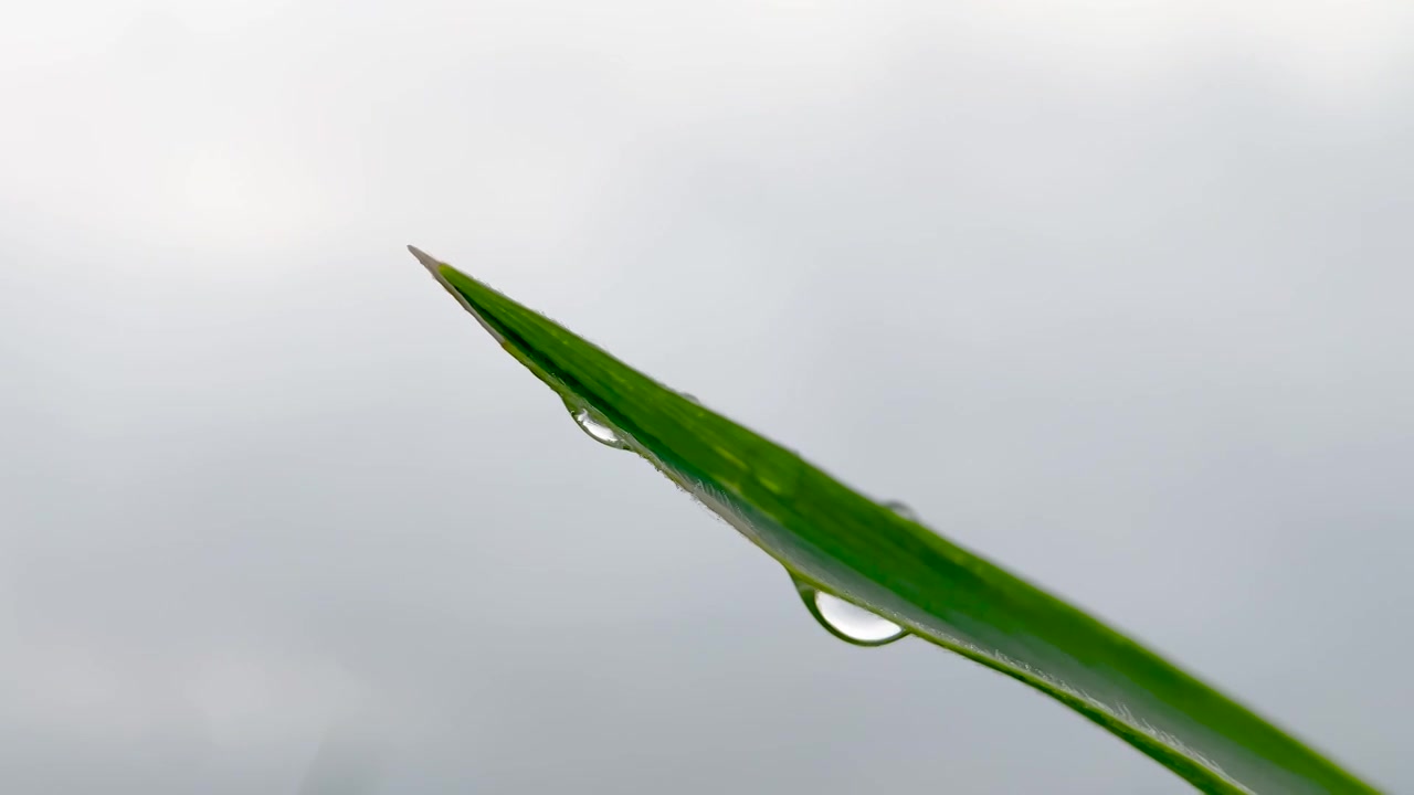 中国吉林市夏天早晨玉米叶上的露水珠视频素材