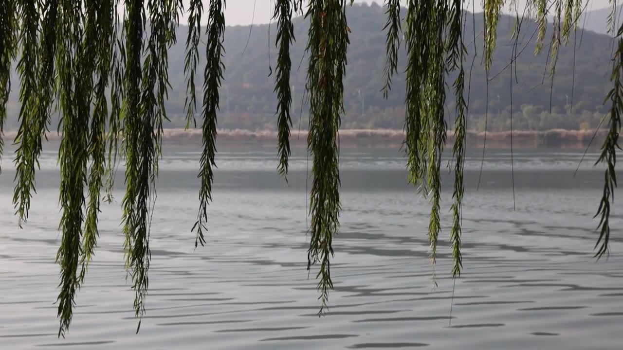 河流边柳树枝条视频下载