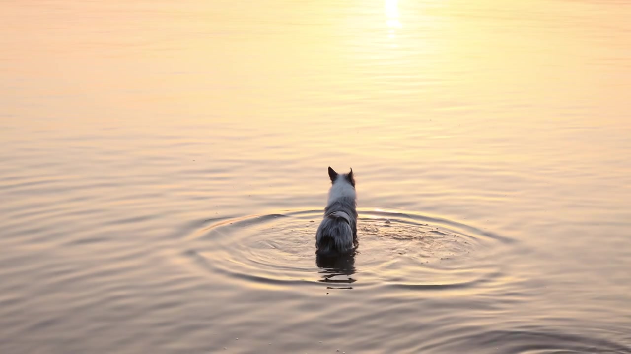 边境牧羊犬宠物狗在河水中嬉戏视频下载