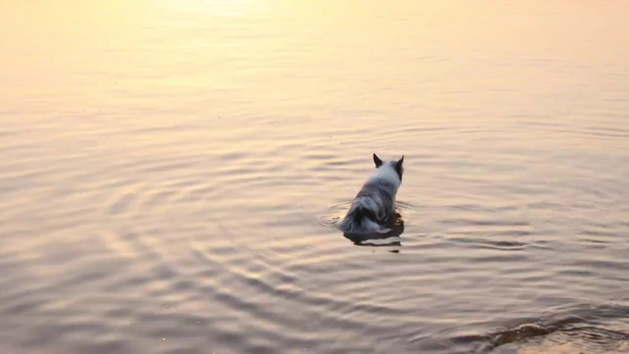 边境牧羊犬宠物狗在河水中嬉戏视频下载