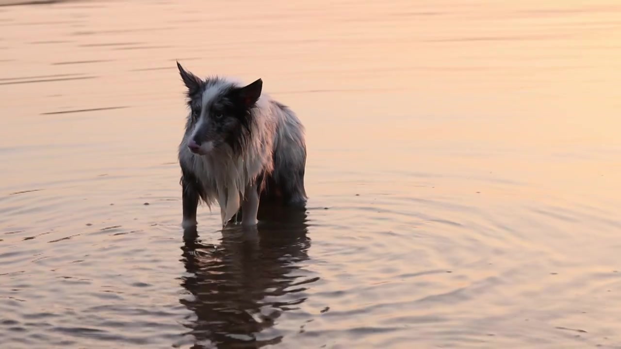 边境牧羊犬宠物狗在河水中嬉戏视频下载