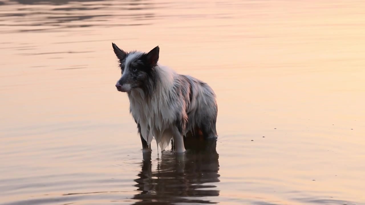 边境牧羊犬宠物狗在河水中嬉戏视频下载