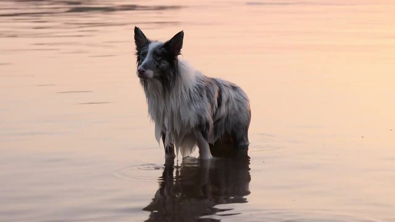 边境牧羊犬宠物狗在河水中嬉戏视频素材