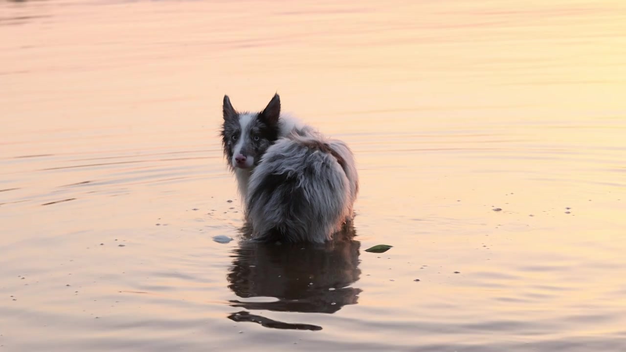 边境牧羊犬宠物狗在河水中嬉戏视频下载