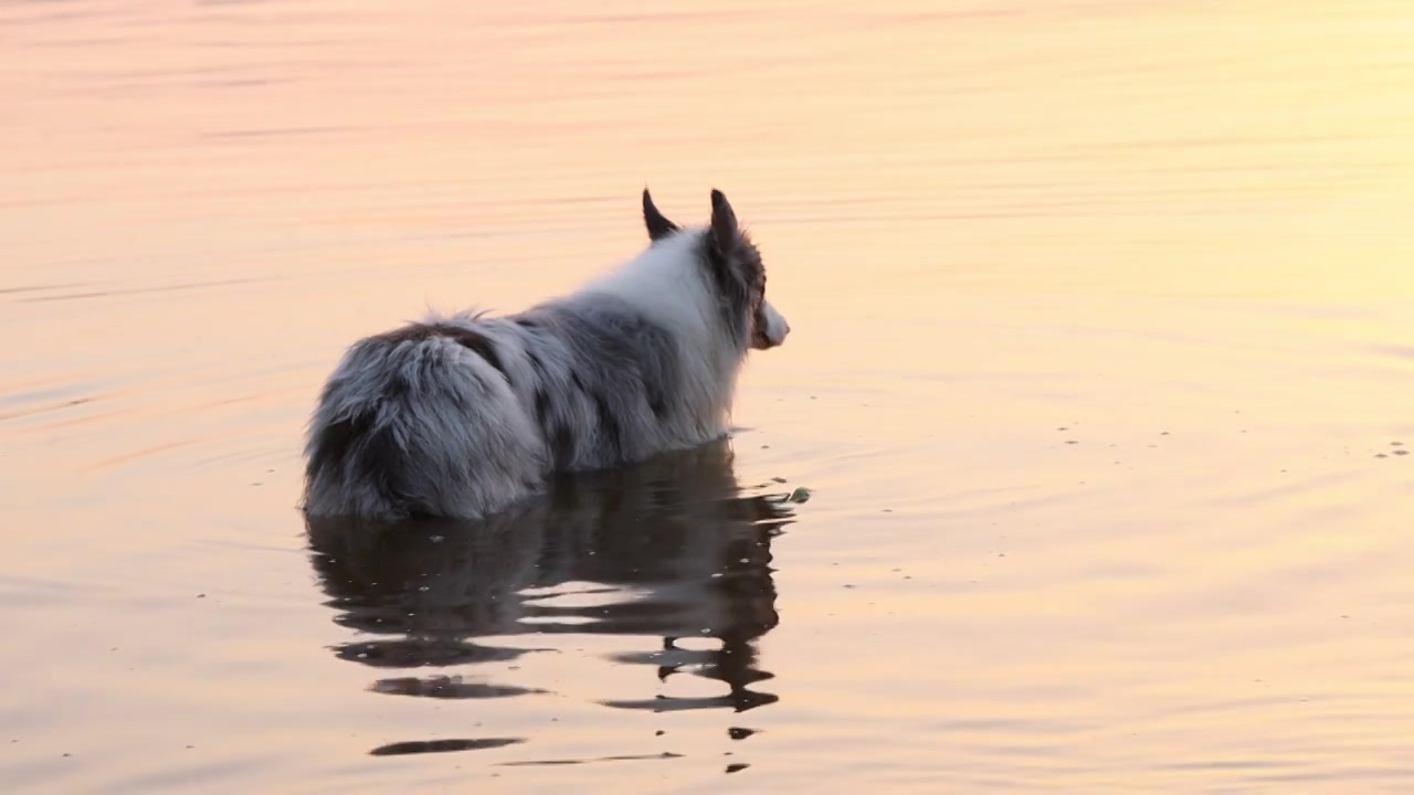 边境牧羊犬宠物狗在河水中嬉戏视频下载