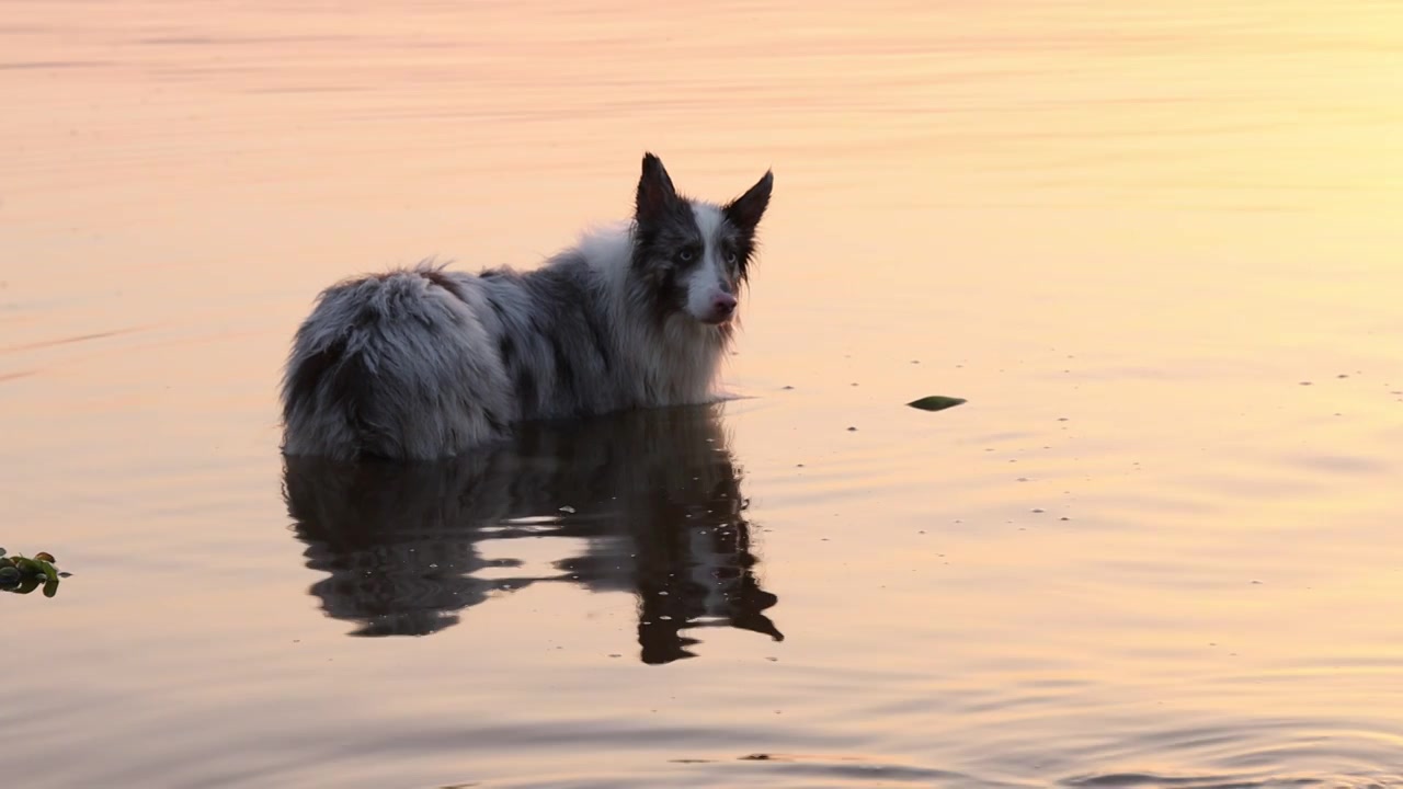 边境牧羊犬宠物狗在河水中嬉戏视频下载