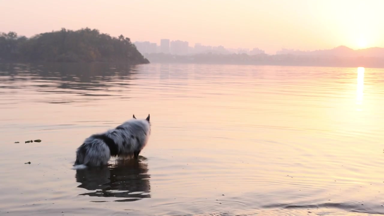 边境牧羊犬宠物狗在河水中嬉戏视频下载