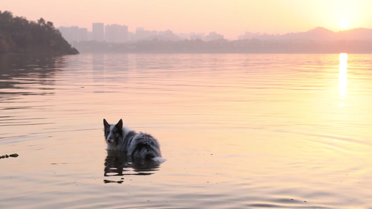 边境牧羊犬宠物狗在河水中嬉戏视频下载