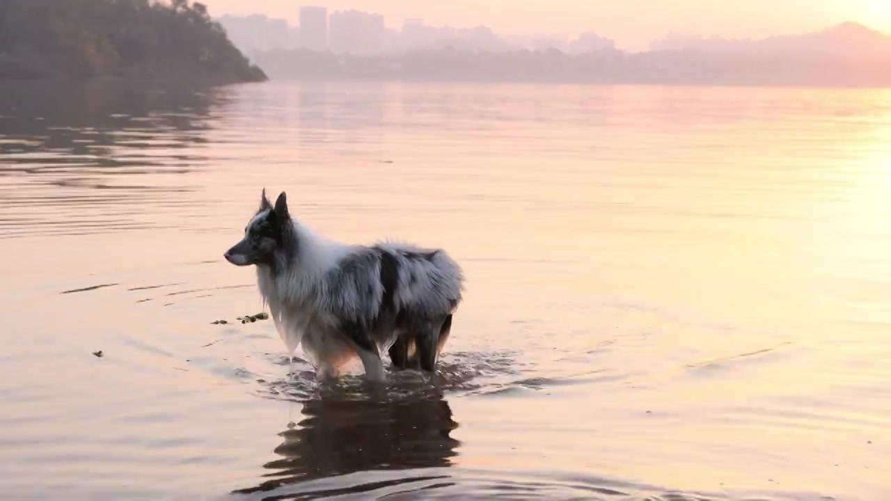 边境牧羊犬宠物狗在河水中嬉戏视频素材