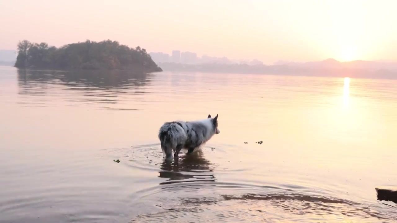 边境牧羊犬宠物狗在河水中嬉戏视频下载