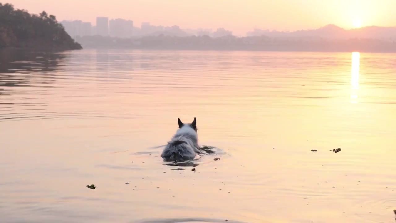 边境牧羊犬宠物狗在河水中嬉戏视频下载