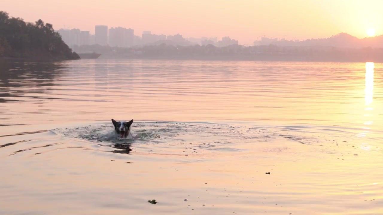 边境牧羊犬宠物狗在河水中嬉戏视频下载