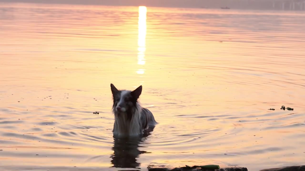 边境牧羊犬宠物狗在河水中嬉戏视频素材